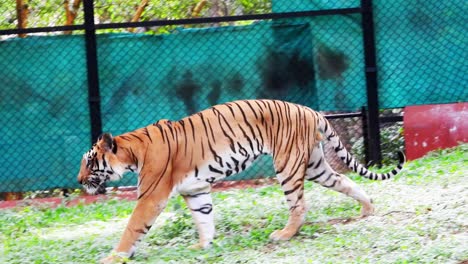 tiger walking a a park