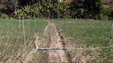 a cultivated field with young green crops and an irrigation system