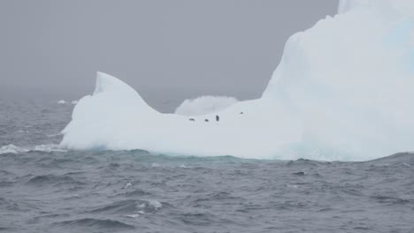 Penguin-on-ice-berg-hiding-from-predator-and-running-away,-jumping-out-of-water