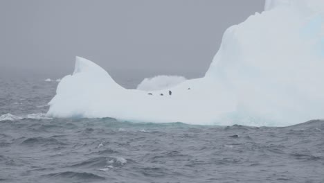 penguin on ice berg hiding from predator and running away, jumping out of water