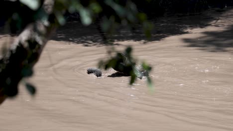 Two-hippos-having-territorial-fight-while-swimming-on-a-Kenya-river-in-East-Africa,-Left-tracking-shot