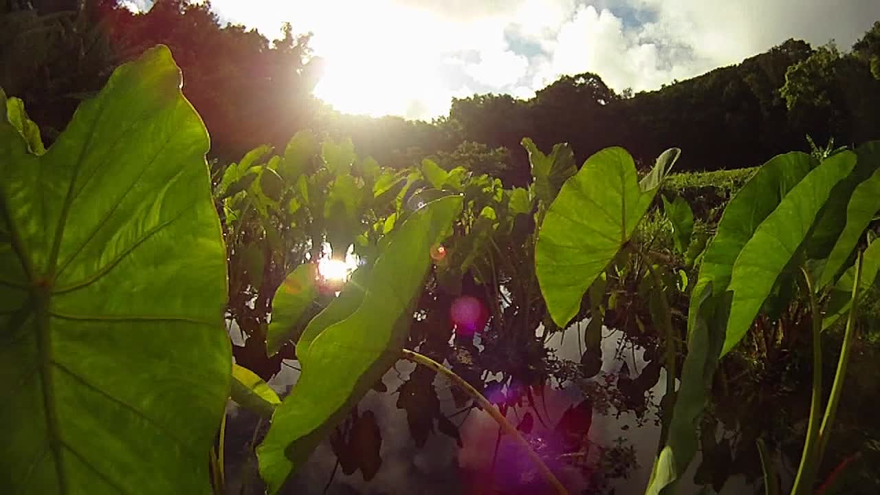 pov 샷 녹색 식물과 잎을 통해 패닝