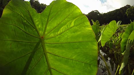 POV-shot-panning-through-green-plants-and-leaves