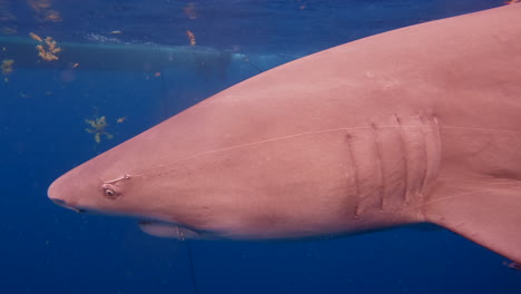 tiburón limón nadando por la cámara con ganchos de pescado en los ojos y la boca - perfil lateral de primer plano