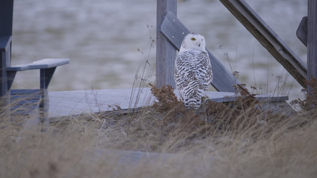 Snowy owl perched on wooden dock rail surrounded by dry coastal grass on a cloudy winter day in Scarborough Maine