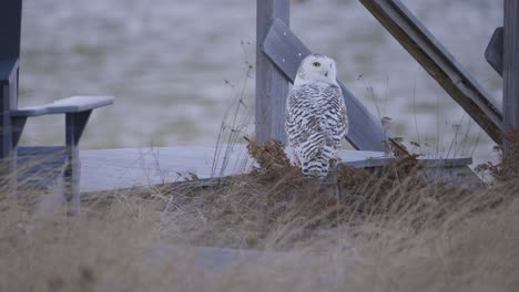 snowy owl perched on wooden dock rail surrounded by dry coastal grass on a cloudy winter day in scarborough maine