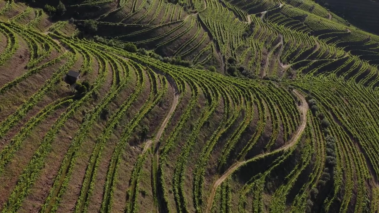 Splendido paesaggio aereo di terrazzamenti di vigneti nella regione vinicola dell'Alto Douro