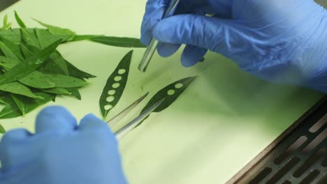 cloning of the plants