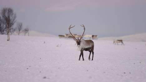 bull caribou with big set of antlers walking over remote snowy landscape