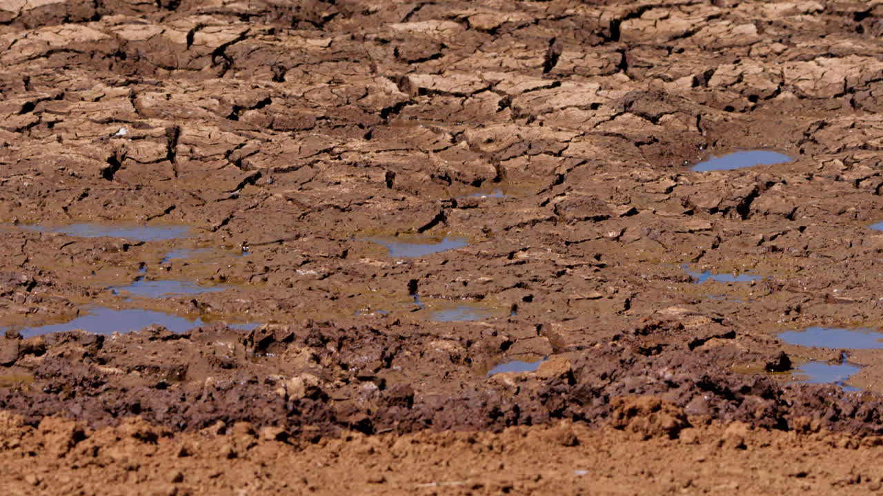 Wide pan shot of dried up watering hole on a hot afternoon in Kenya