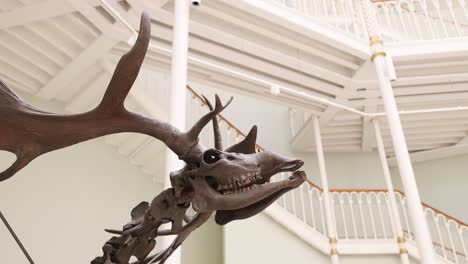 deer skeleton exhibit in edinburgh museum setting