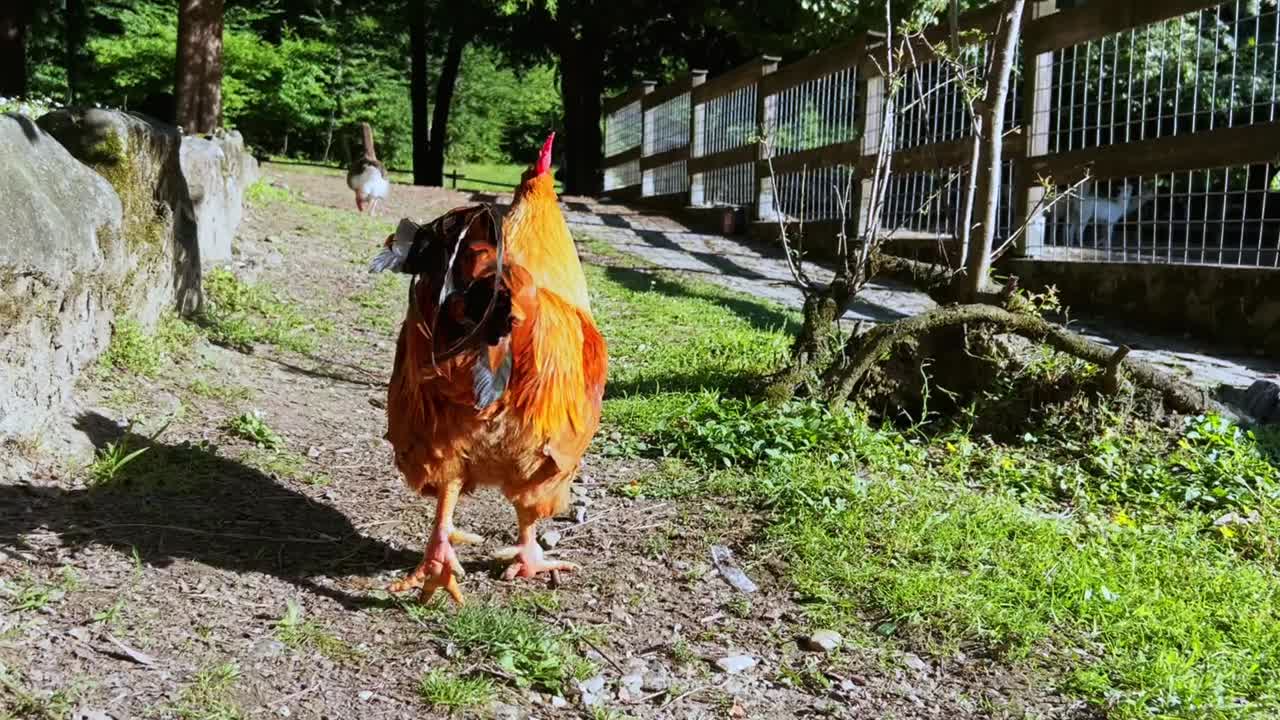 persiguiendo un gallo en el paisaje rural