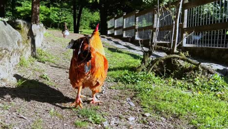 chasing a rooster in countryside landscape