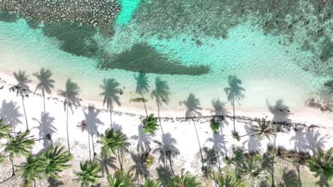 Moorea,-French-Polynesia---Topdown-View-of-Shadows-Cast-by-Palm-Trees-on-the-Sandy-Beach---Aerial-Shot
