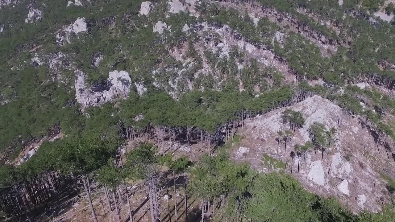 paisaje forestal de montaña
