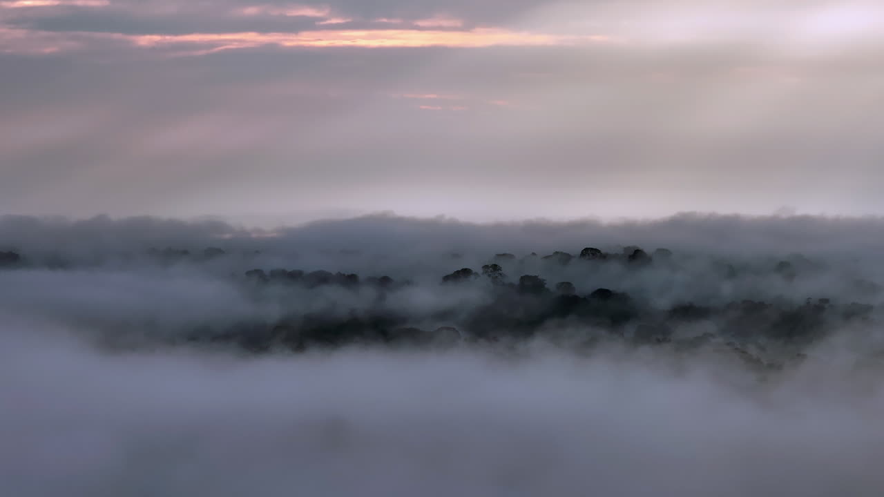 Aerial reveal shot above amazonian rainforest Cuyabeno reserve Ecuador - Mist over forest mystical sunrise