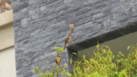 Eurasischer-Feldsperling,-Passer-Montanus,-Thront-Auf-Einem-Blattlosen-Ast-Im-Städtischen-Lebensraum