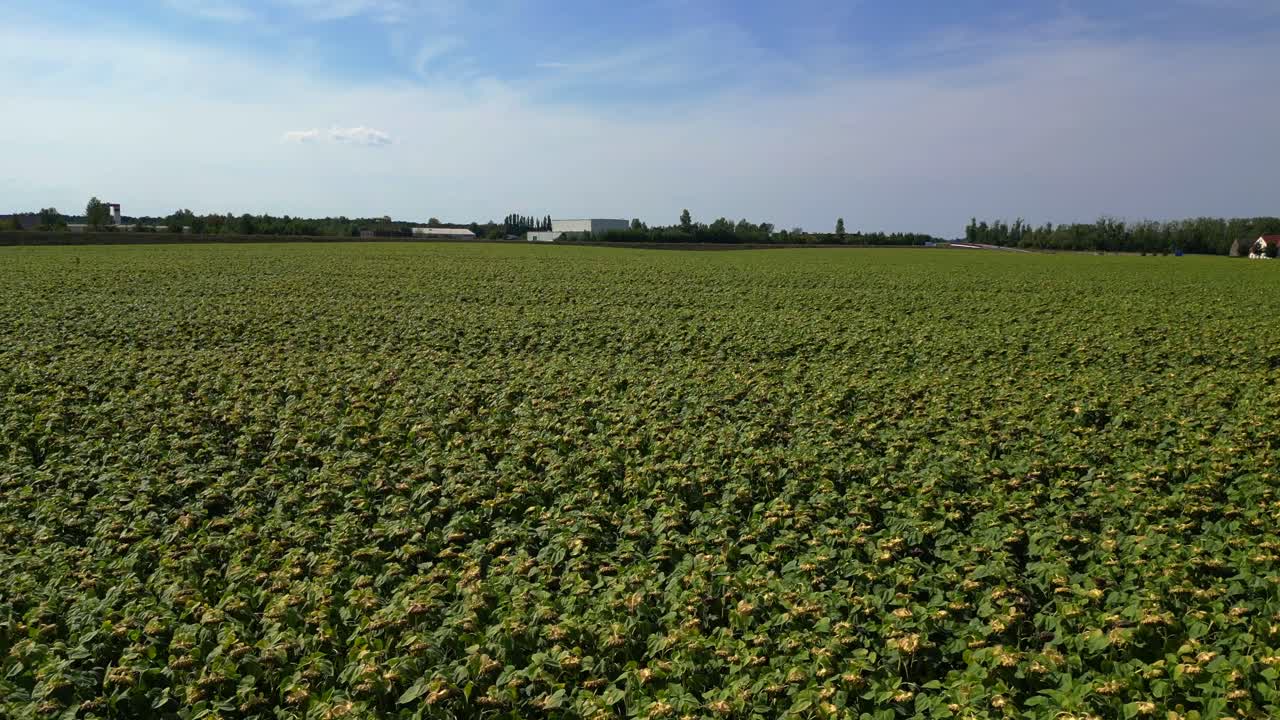 hermoso campo de girasoles interminable que cubre una vasta tierra cerca de un pequeño pueblo bajo un cielo azul. espectacular vista aérea vuelo sobrevuelo sobrevuelo drone