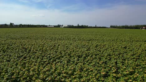 beautiful endless sunflower field covering vast land near small village under blue sky. spectacular aerial view flight overflight flyover drone