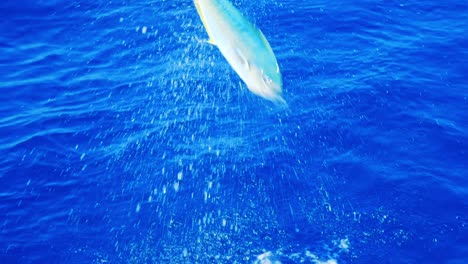 desperate mahi mahi fish jumping out of water fighting fishing line, slow motion