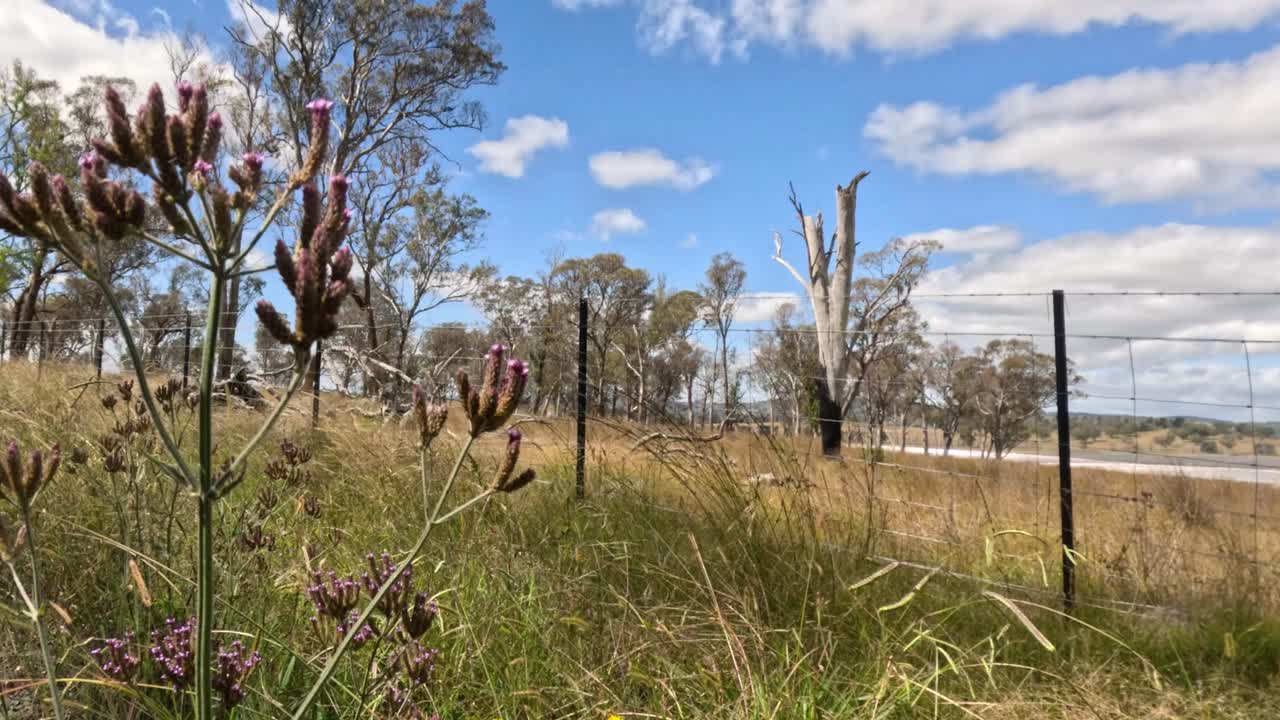 la hierba y los árboles se balancean en el viento