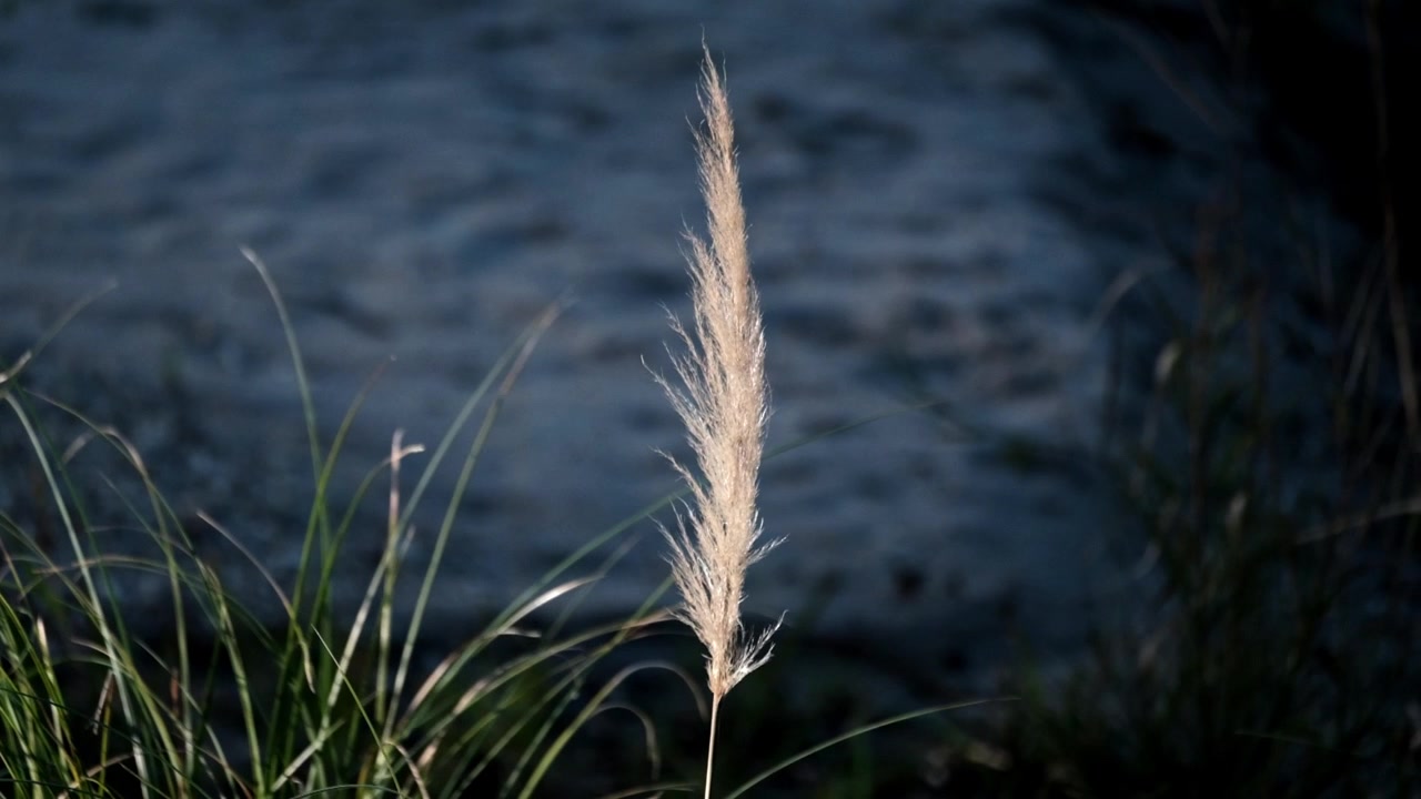 Pampasgræs' blomstrende frøstand svajer blidt i brisen.