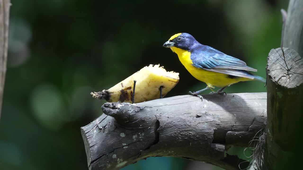 Close Up Shot of Yellow-throated Euphonia on Tree Branch Eating Banana