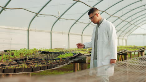 scientist, man and greenhouse plants