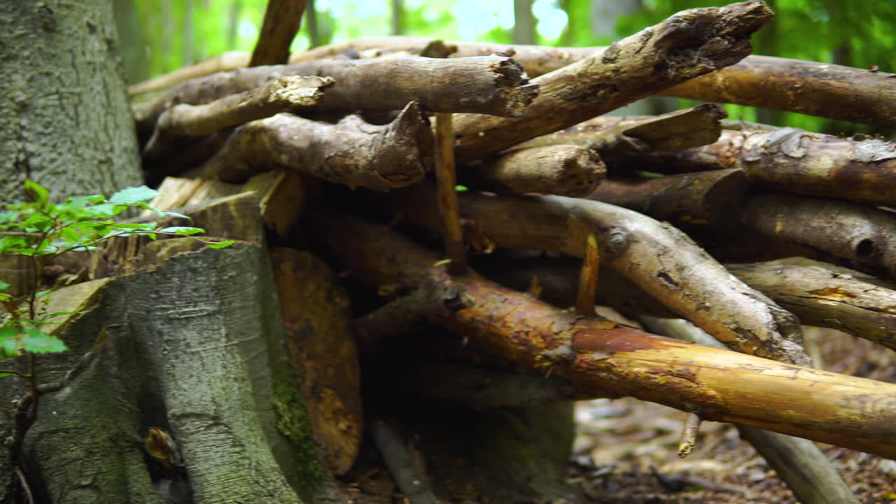 un montón de maderas colocadas en el suelo junto a la base del tronco de un árbol dentro de la selva tropical