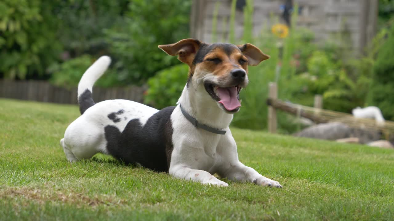 lindo pequeño jack russel terrier mascota al aire libre en el jardín jugando con el maestro, cola aduladora