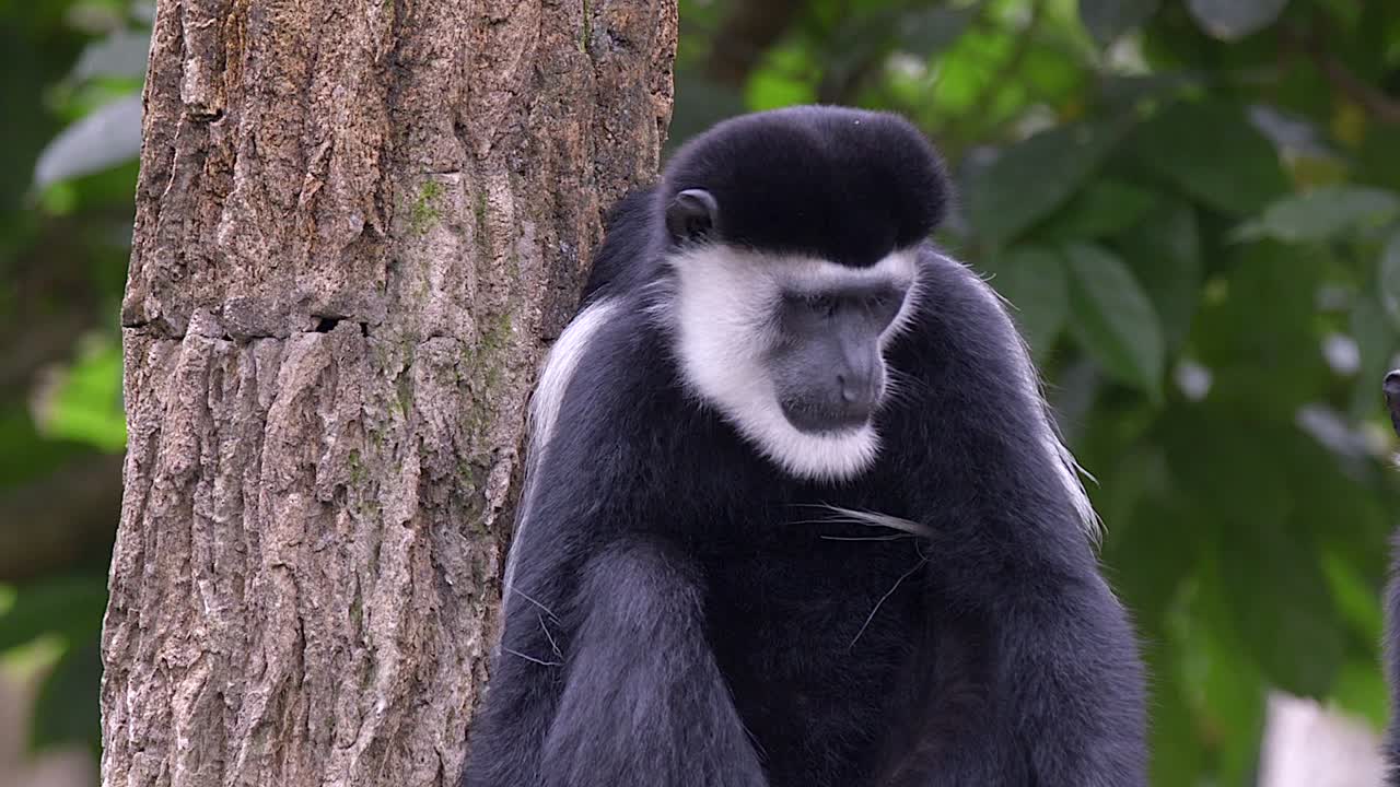 monos colobos blancos y negros en el bosque