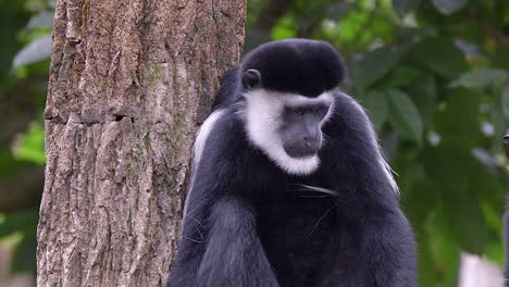 Schwarze-Und-Weiße-Colobus-Affen--Im-Wald.-Halbe-Körperaufnahme