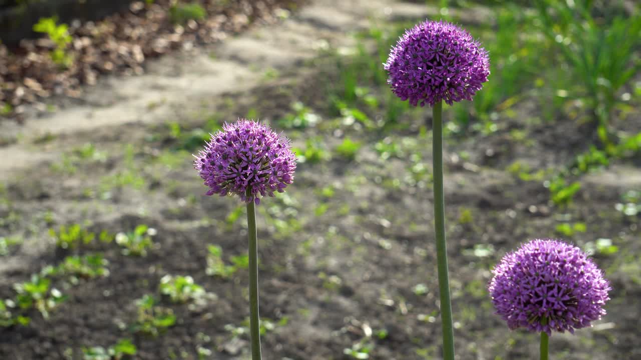 las flores de allium gladiador florecen en el jardín de primavera. las flores púrpuras crecen en el paisaje