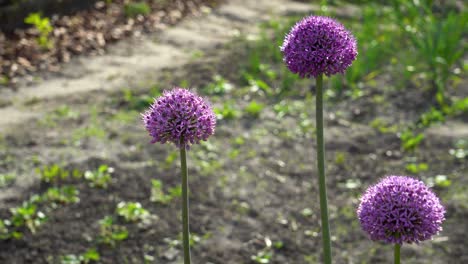 allium gladiator flowers blooming in spring garden. purple blossoms grow in landscape