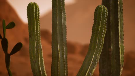 Atardecer-En-El-Desierto-De-Arizona-Con-Cactus-Saguaro-Gigante