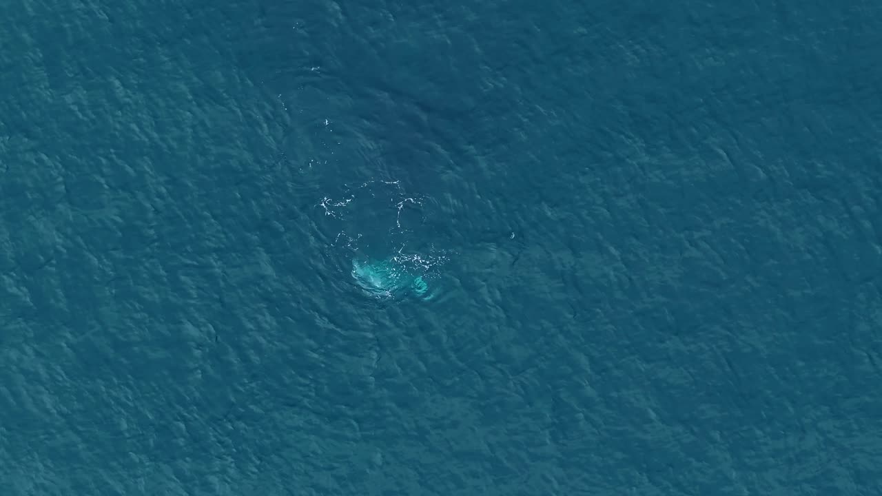 Peaceful moment as a baby whale begins a gentle descent, slowly disappearing into the deep ocean. Its calm, smooth swim downward reflects the quiet rhythm of the sea and its graceful, natural movement