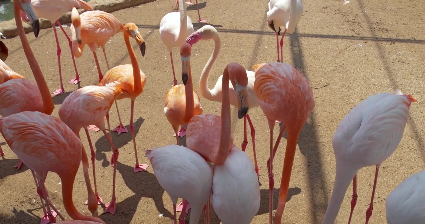 Un gruppo di fenicotteri con piume rosa e arancioni vivaci si erge su un terreno sabbioso sotto un recinto illuminato dal sole. Ideale per documentari sulla fauna selvatica o contenuti educativi