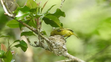 the cute yellow bird common iora is checking the condition of its nest and then trying to get into it