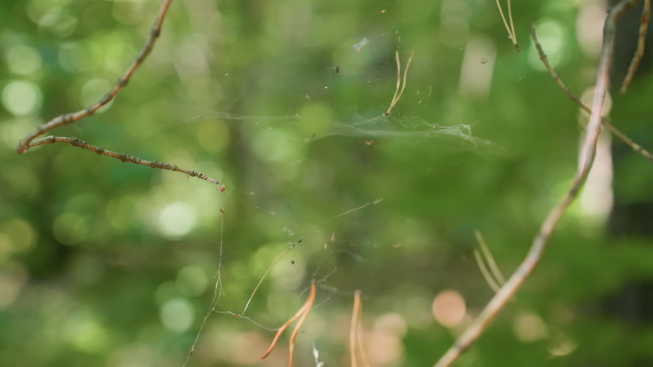 Cobwebs stretched across forest branches with blurred green leaves and sunlight creating natural background, highlighting delicate details of web structure and peaceful woodland environment