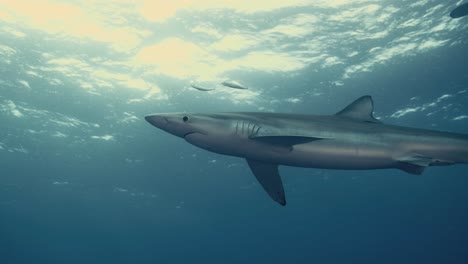 large blue shark swimming next to bait during a shark expedition with light reflection
