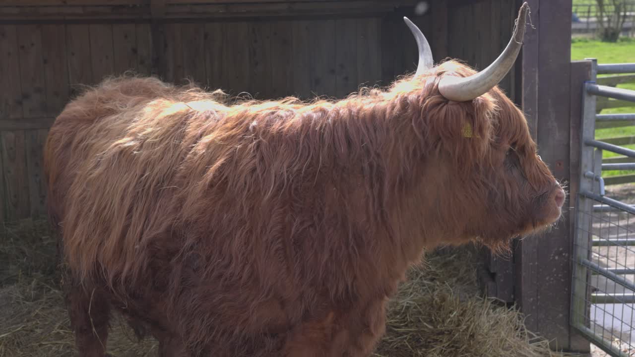 Mucca delle Highland in piedi in un pascolo, che si guarda intorno, con lunghe corna.