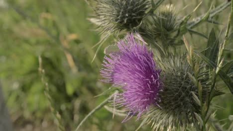 close up of thistle growing wild