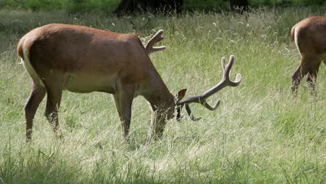 Close-up-stunning-red-deer-feeding-on-grassland