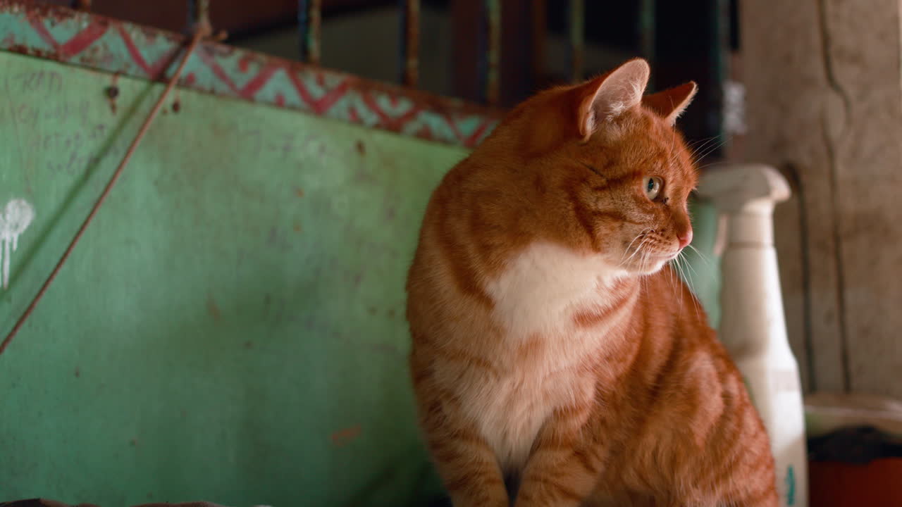 un animal lindo en el interior.