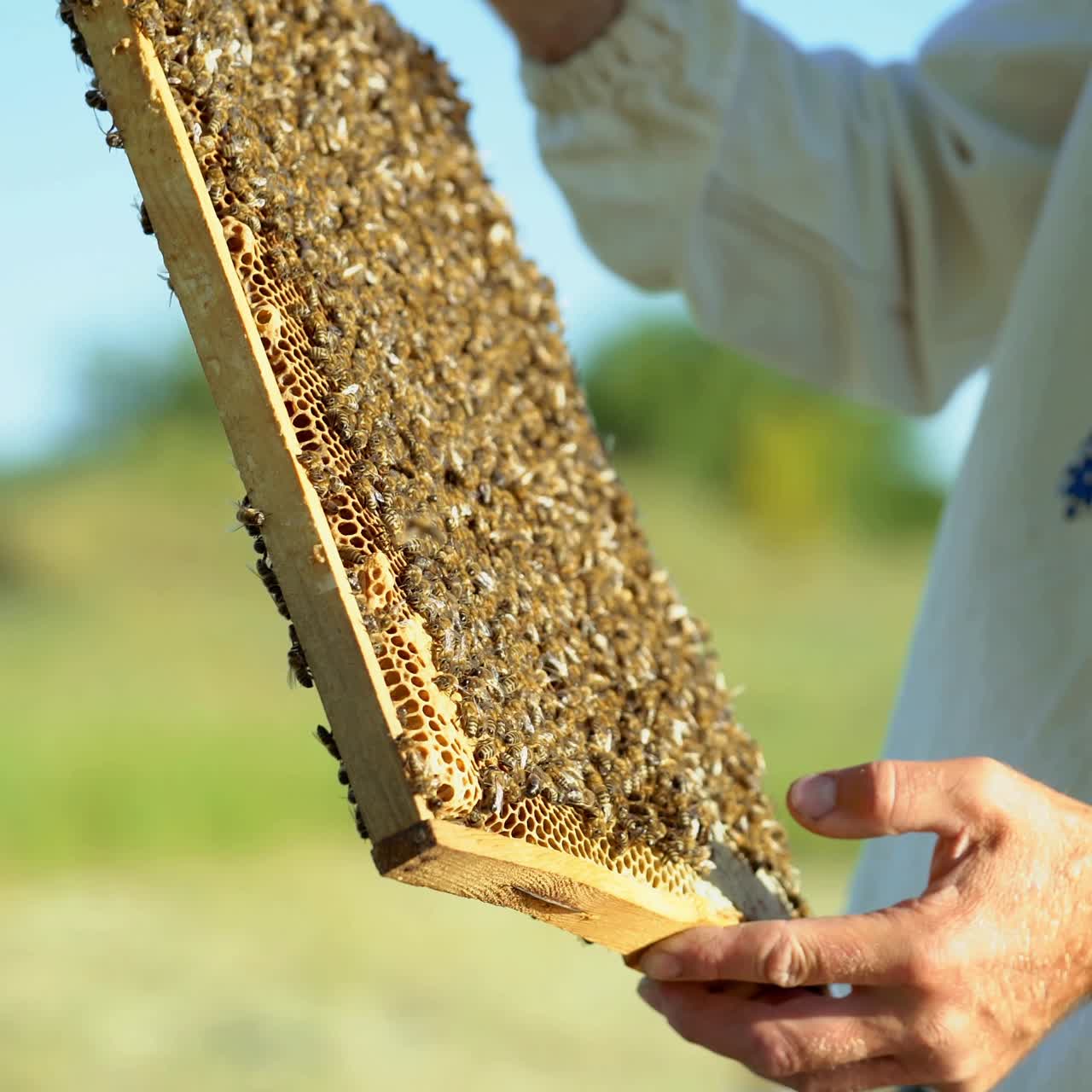 a man in a protective suit and hat holds a frame with honeycombs of bees in the garden