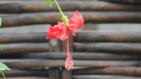 hibisco rojo hermosa flor - lluvia
