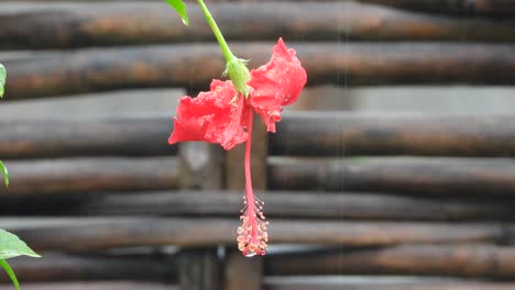 hibiscus red beautiful flower - rain