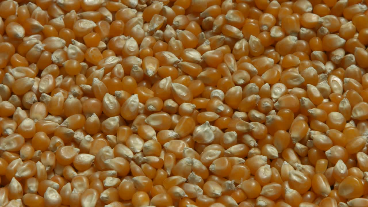 granos de maíz dispuestos 4k