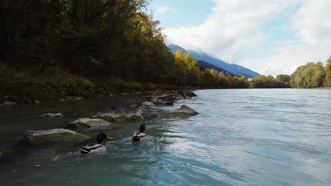 flying along river with trees growing around, group of ducks swimming on water mountains in the distance on a sunny day