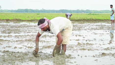 in the cultivated land, a lonely indian farmer preparing plowed tilled land for paddy farming